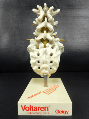 Vintage Coccyx Bone Medical Display Advertising Articulated for Voltaren Antiarthritic Pain Reliever, Pharmacy Salesman, Doctor's Office