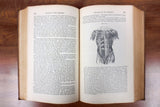 Antique 1856 Human Anatomy Dissection Illustrated Medical Book by Doctor Erasmus Wilson, 251 Illustrations by Gilbert, Blanchard and Lea