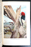 Antique 1922 Bird Neighbors Book by Neltje Blanchan, Color and B&W Plates
